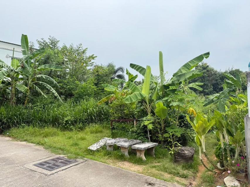 (เจ้าขอเป็นขายเอง) ขายที่ดินเปล่า บางละมุง – พัทยา 🏡 5