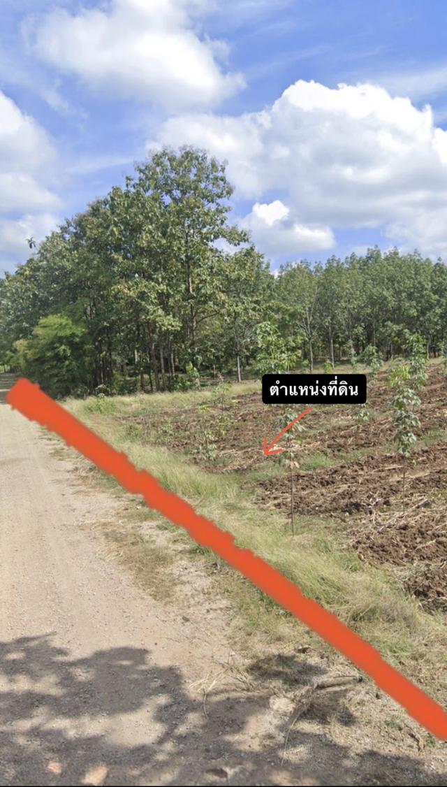 ที่ดินแปลงใหญ่ ราคาถูก ( เป็นสวนยาง , ต้นสัก พื้นที่การเกษตรขนาดใหญ่ ) 4