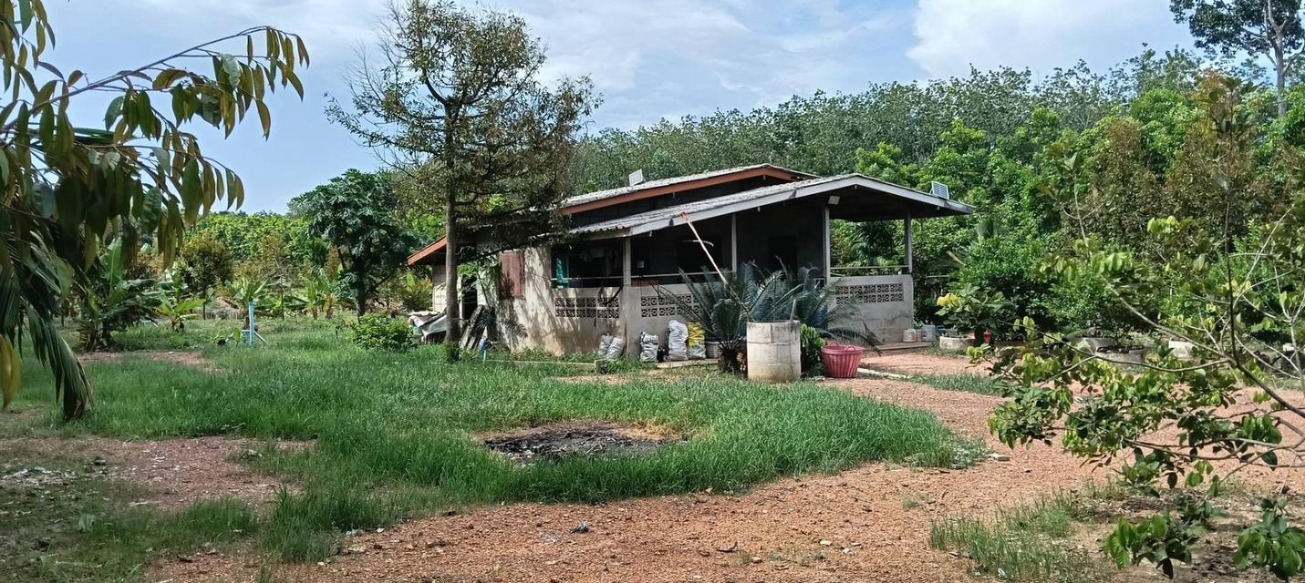 ที่ดินสวนทุเรียนพร้อมบ้านพัก 2