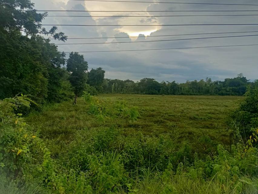 ที่ดิน สวยๆ ไร่ละไม่ถึง2ล้านบาท ติดถนนดำ 8