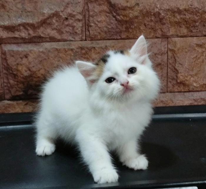 scottish fold ลพบุรี บ้านแมวลพบุรี รูปย่อยที่ 4