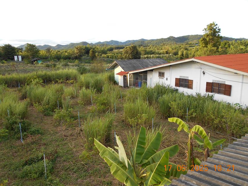 ขายที่ดิน 10 ไร่ พร้อมบ้าน ติดลำห้วย 3 สาย ต.บ้านบึง อ.บ้านคา จ.ราชบุรี 7
