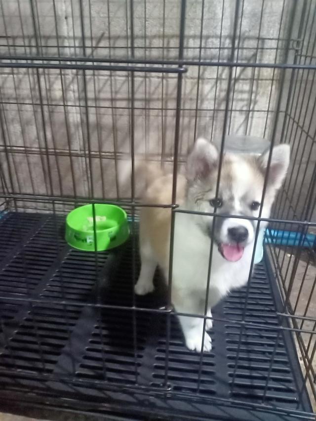 ลูกหมาบางแก้ว เพศเมีย 16