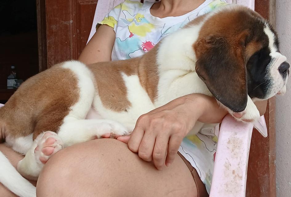 ลูกเซนต์เบอร์นาร์ด