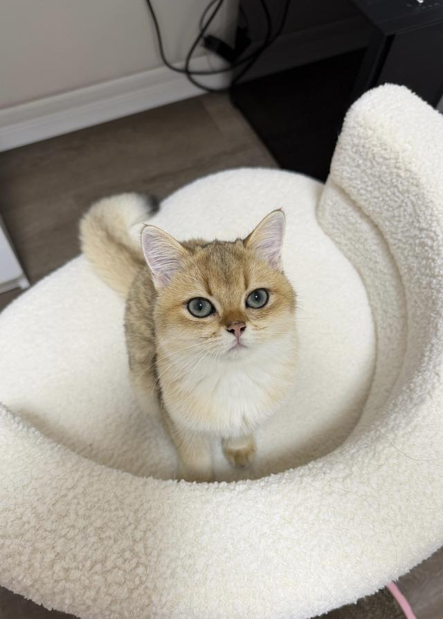 British  Boy so cute 5M🧡✨