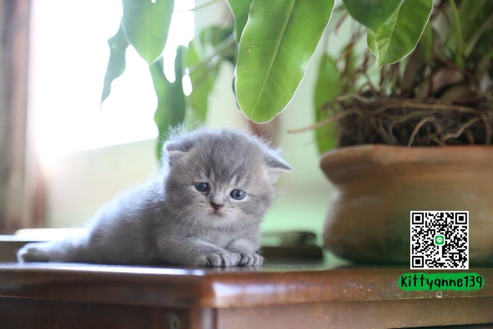 แมวเปอร์เซียผสมบริติช รูปที่ 16