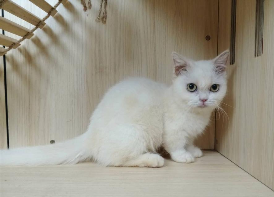 5.แมวมันช์กิ้น เพศเมีย Munchkin Cat Female รูปที่ 7