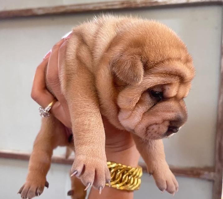 ปล่อยลูกหมาพันธุ์ Shar Pei  2