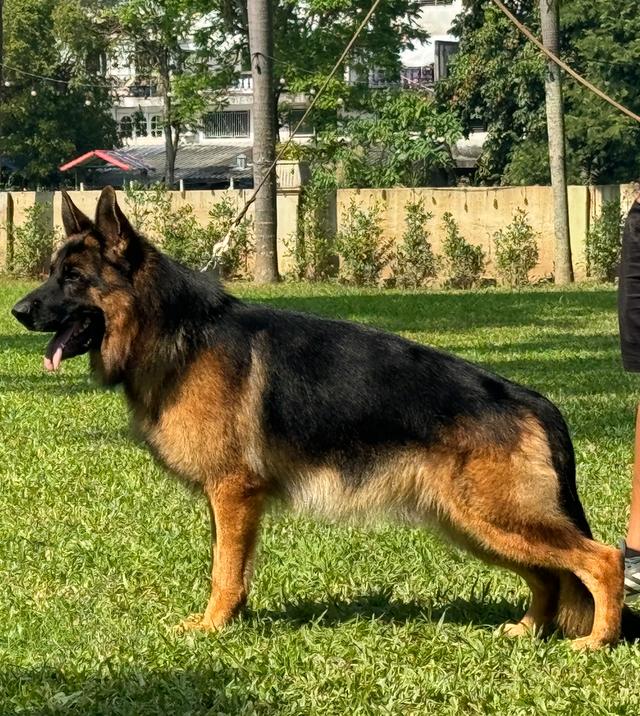 ลูกสุนัขเยอรมันเชพเพริด