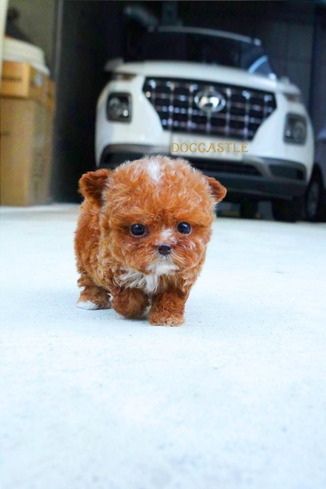 ขายลูกสุนัข Maltipoo สี Red,White พาร์ตี้คัลเลอร์ หน้าตุ๊กตา นำเข้าจากเกาหลี พรีเมีย รูปที่ 2