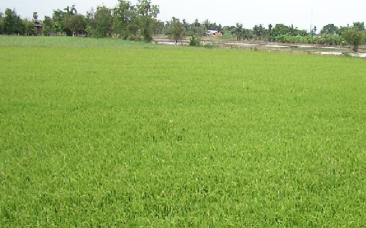 ขายที่นา 7 ไร่กว่า น้ำไฟฟ้าถนนคอนกรีต สระ ลำเหมือง พร้อม ท้ายหมู่บ้านบรรยากาศดีมากๆ ไม่เหงาเราเข้าใจคุณ 1