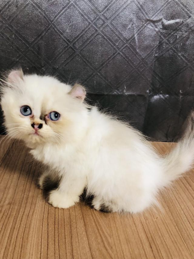 คนขายเลี้ยงเองครับ น้องแมวพันธุ์ อเมริกันเคิร์ลผสมหิมาลายัน เพศหญิง หูบิน ( ตาสีฟ้า ) 2