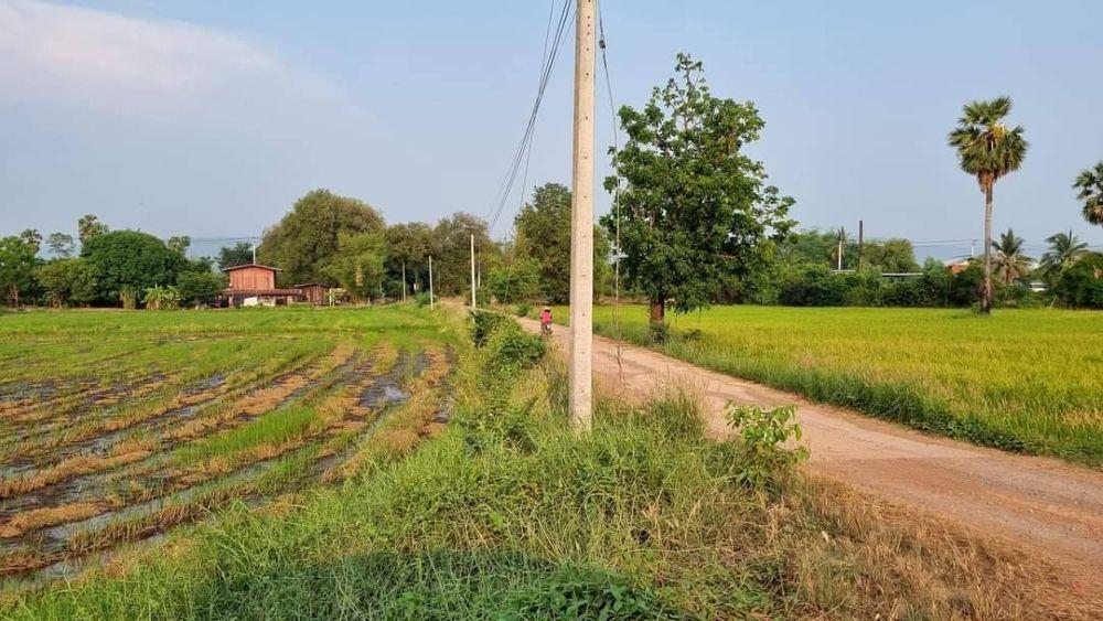 ขายที่ดินเปล่า ทำเลดี เดินทางสะดวก น้ำไฟเข้าถึง ต.วังทอง อ.วังทอง จ.พิษณุโลก 3