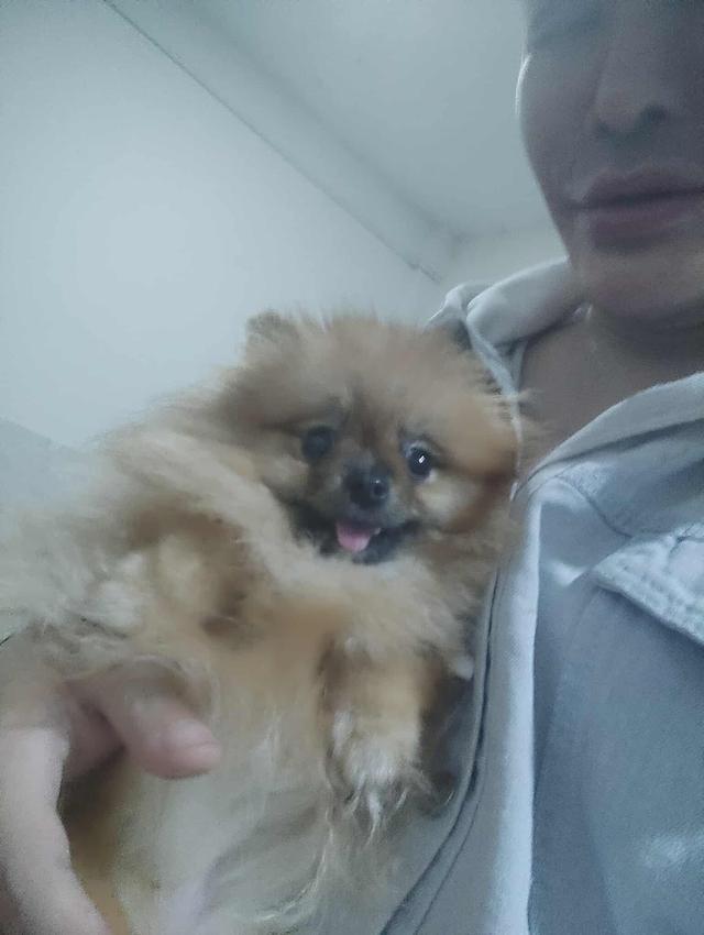 ขายแม่พันธุ์สาว 11 เดือน สายเลือดประกวดทั้งสายพ่อ และสายแม่ ใบเพ็ดแท้