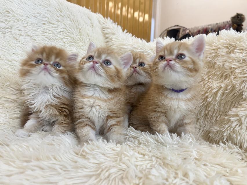 แมวสีส้ม เพศเมียสวยมากแท้ รูปที่ 14