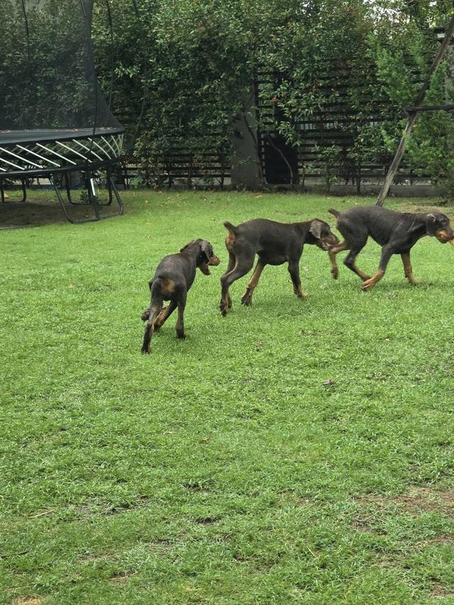 ลูกหมา Doberman Pure Bred Champion Line เพศเมีย สีแดง มี 3 ตัว มี Pedigree/Certificate ตัดหางแล้ว รูปที่ 17