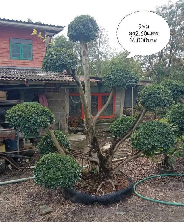 ไทรต่อยอดช้อนเงินช้อนทอง รูปที่ 3