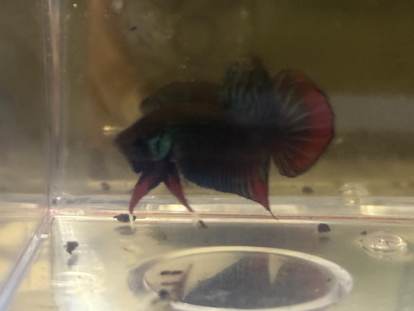 ปลากัดป่าแก้มแดงลูกช้อน 4