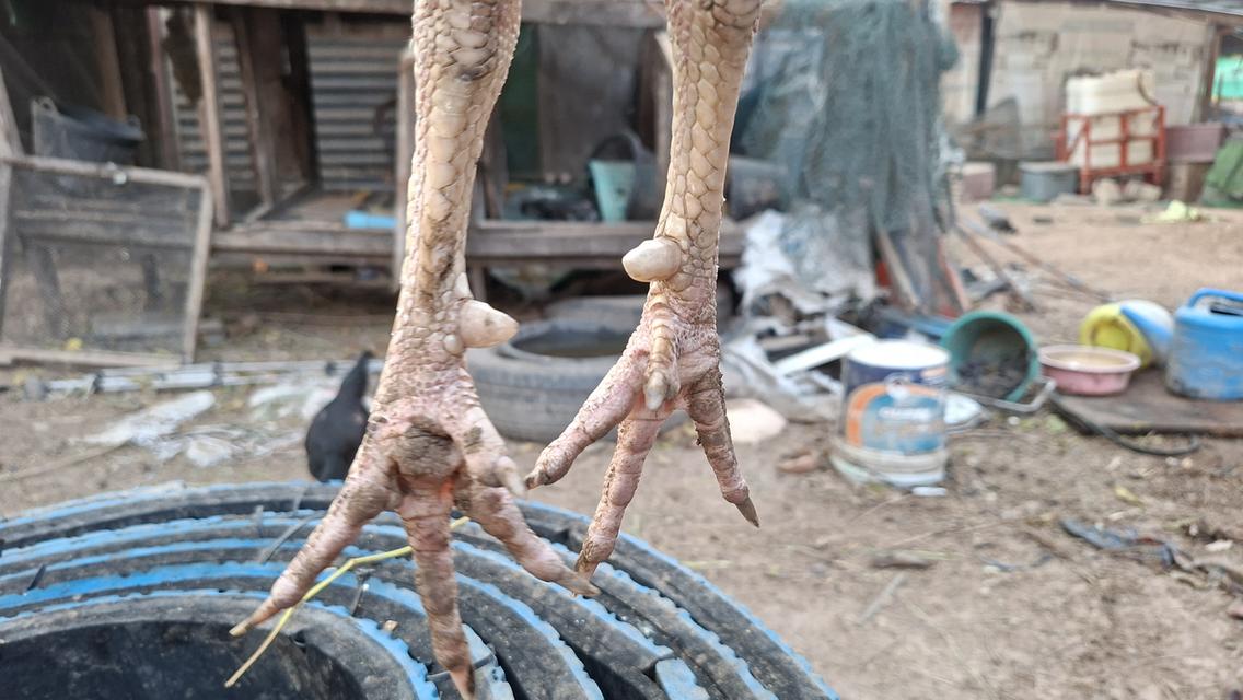 ซุ้มไก่ชน ป่าก๋อย คชินทร์ฟาร์ม รูปย่อยที่ 2