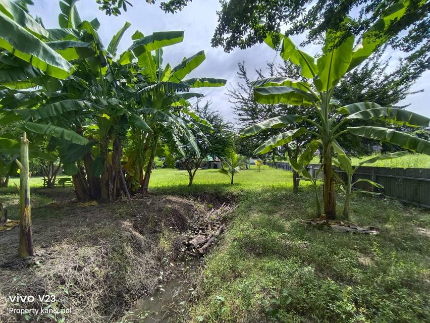 ขายที่ดินติดคลองบางระมาดสาย 2 เนื้อที่ 719.4 ตรว. พุทธมณฑลสาย 2 ซ.21 5