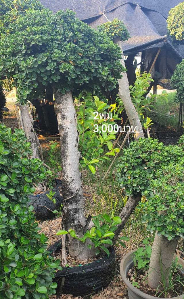 ไทรต่อยอดช้อนเงินช้อนทอง รูปที่ 12