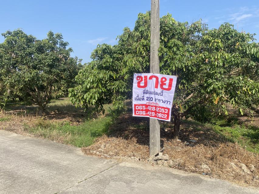 ที่ดินพร้อมสวนมีต้นลำใย 10