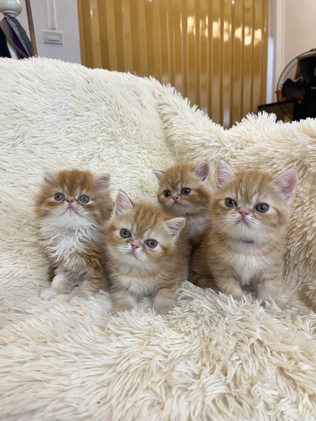 แมวสีส้ม เพศเมียสวยมากแท้ รูปที่ 2