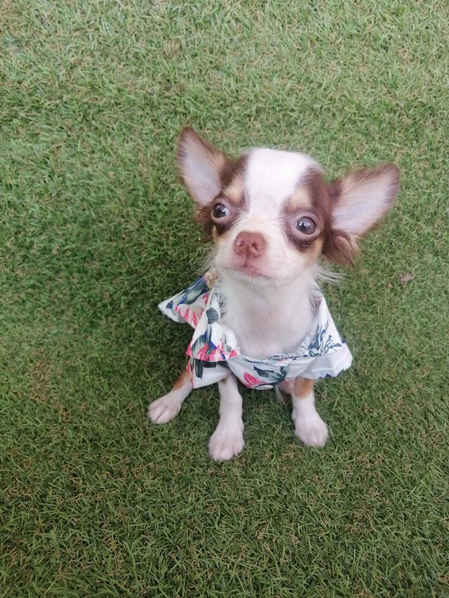 ชิวาว่าเเท้ขนยาว สีช็อค เพศผู้ พร้อมย้าย รูปที่ 5