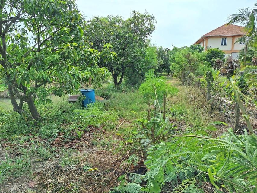 ขายที่ดินสวย อำเภอกำแพงแสน  จังหวัดนครปฐม 5 ไร่ 5 ตารางวา 4