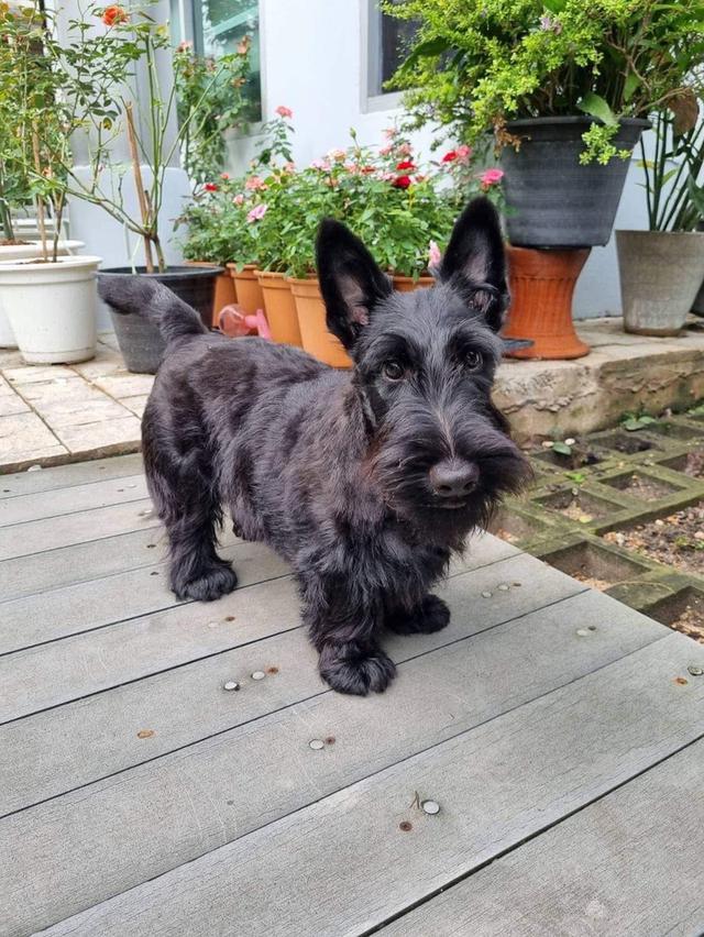 ลูกสุนัข Scottish Terrier หาบ้าน 2