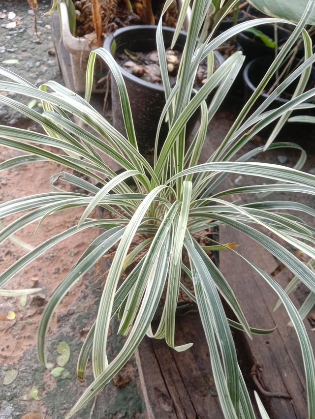 เศรษฐีไซ่ง่อนด่าง ส่งเป็นต้นเพาะชำ