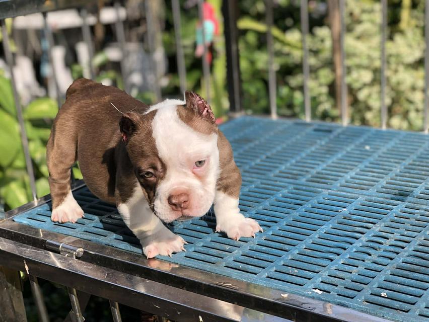 บูลลี่เพศเมียอายุ2เดือน รูปที่ 5