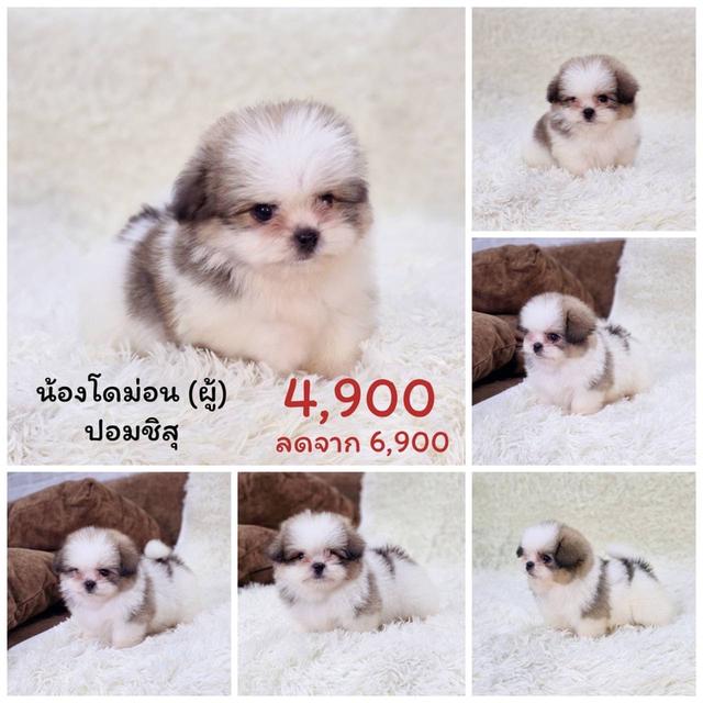 ชิสุผสมปอม เพศผู้ พร้อมย้ายบ้าน 1