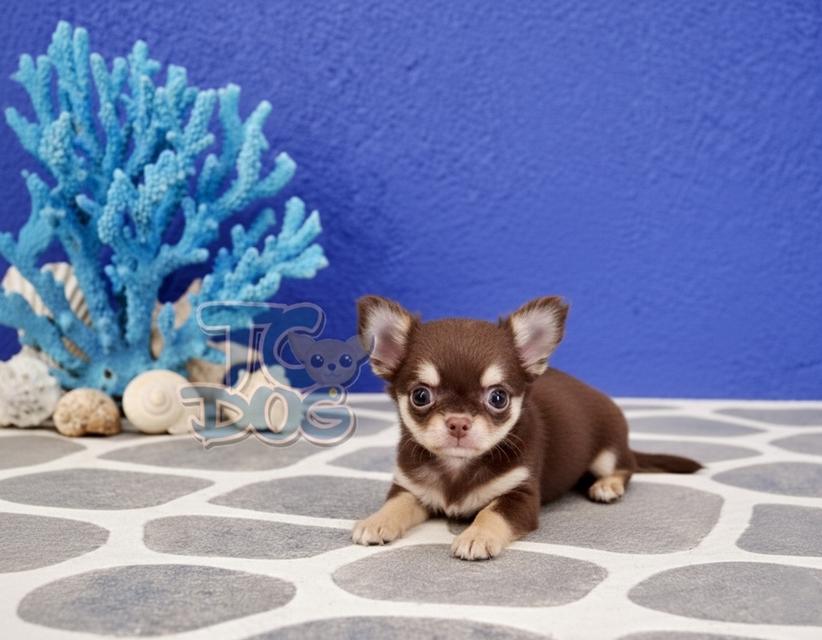 (teacupdog.org)ชิวาวาสีช็อค รูปย่อยที่ 2