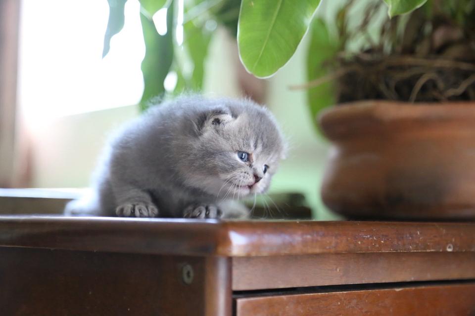 แมวเปอร์เซียผสมบริติช รูปที่ 2