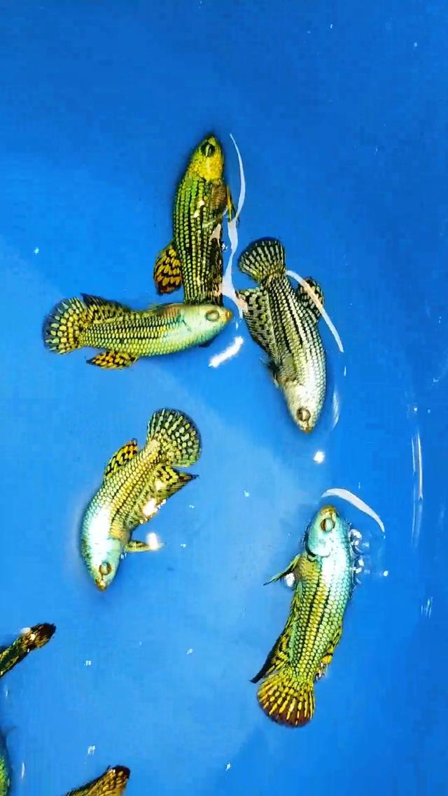 ปลากัดสวยงามปลากัดป่า