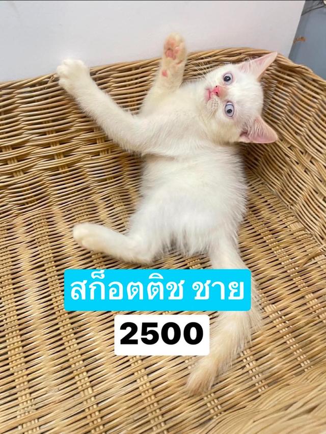 สก๊อตติช ชาย 2 เดือน 2500