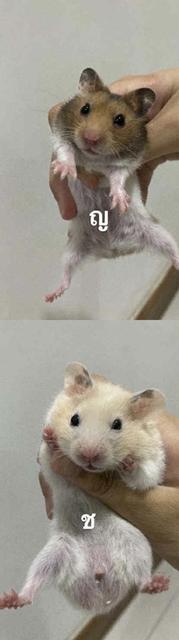 ไจแอ้นจ้าๆๆๆๆๆๆๆๆๆๆๆไ