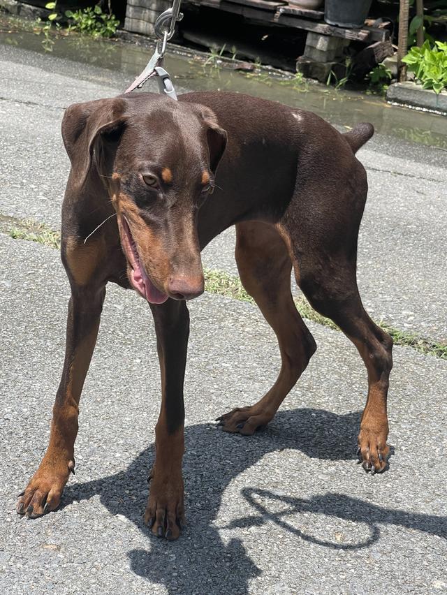 น้องหมาโดเบอร์แมน Doberman