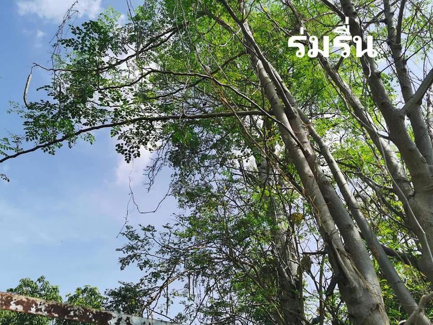 ขายที่ดิน2งานราคาสุทธิ8แสน5หมื่นใกล้โรงเรียนวัดบ้านยางเสาไห้สระบุรีติดต่อ0934415691KERK 7
