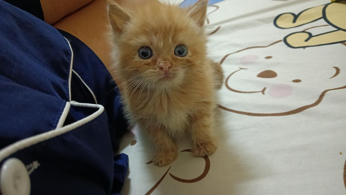น้องแมวสก๊อตติสเพศชาย