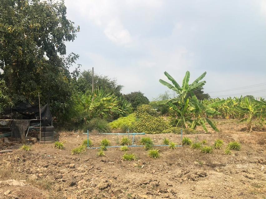ขายที่ดินสวยรมน้ำคลองบางใหญ่ จังหวัดนนทบุรี จำนวน 3 ไร่