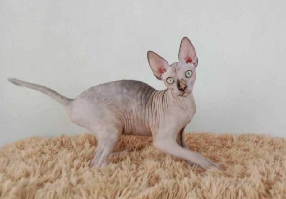 3.แมวสฟิงซ์/เพศเมีย หาบ้าน Sphynx Cat/Female looking for a new home 3