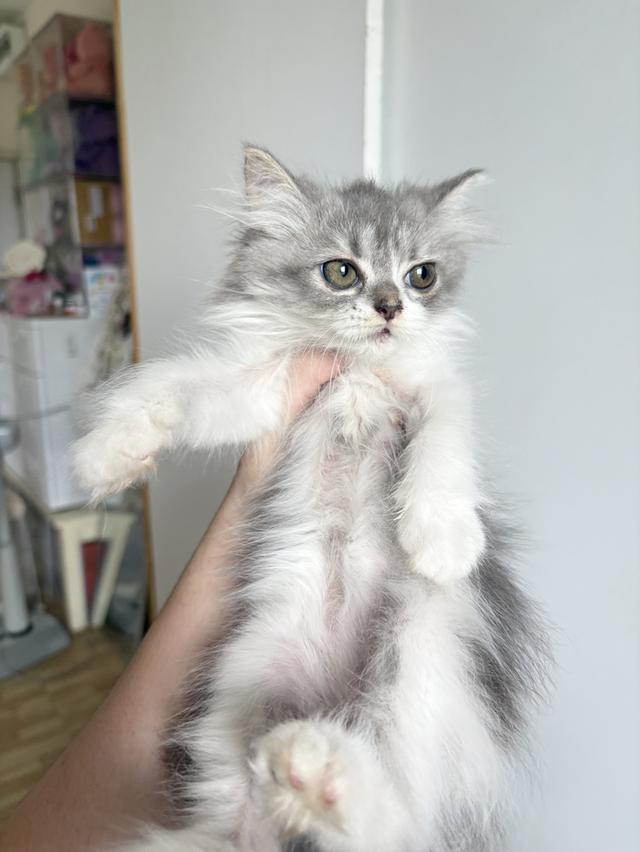 เปอร์เซีย ลูกโทน เทาขาว ดญ 4