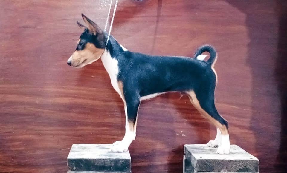 สุนัข Basenji สีดำ 4