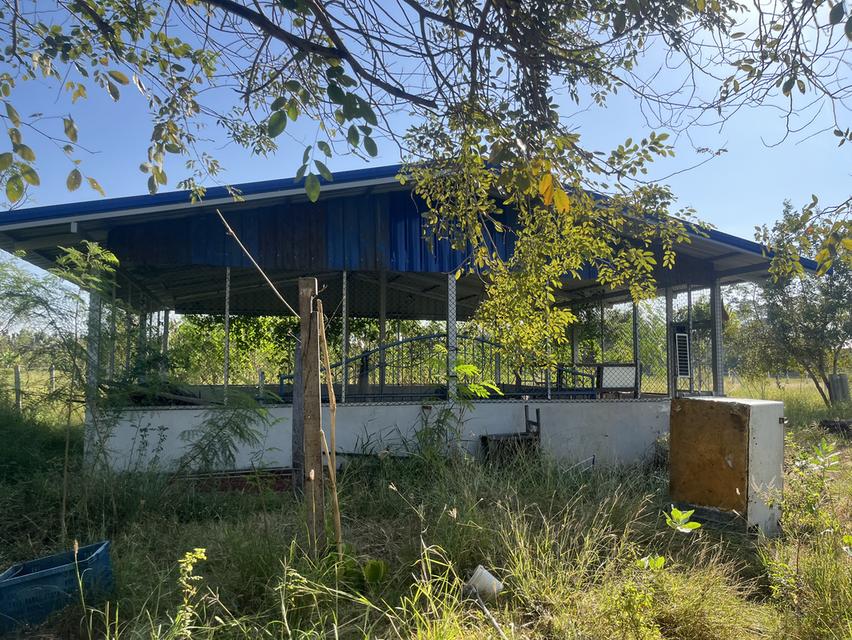 ขายที่ดิน1ไร่2งาน ใกล้คลังน้ำมัน เสาไห้ จ.สระบุรี 5