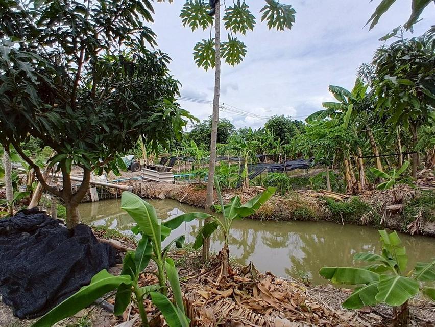 ขายที่ดิน 12 ไร่ (4,800 ตารางวา) ตำบลบ้านใหม่(บางคูรัด) อำเภอบางใหญ่ จังหวัดนนทบุรี 4