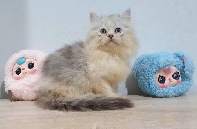 แมวเปอร์เซียพระรามสอง