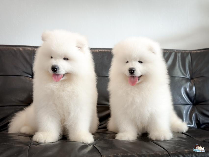 น้องซามอยด์ นำเข้าจากประเทศจีน 13