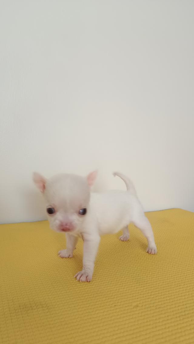 เจ้าขาวเพศเมีย ตัวเล็ก รูปที่ 7